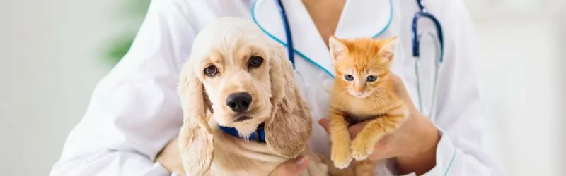 Soins vétérinaires | Univers Pharmacie