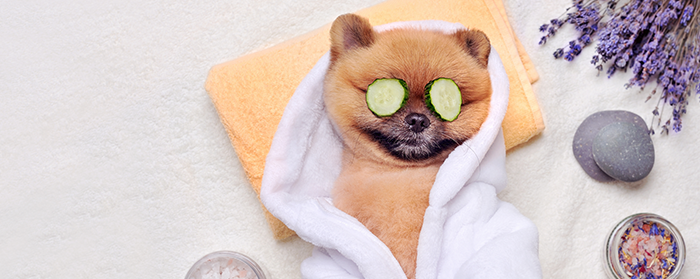 petit chien dans un peignoir avec des rondelles de concombre sur les yeux