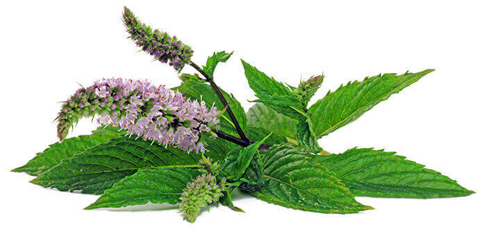 feuilles et fleurs de menthe poivrée
