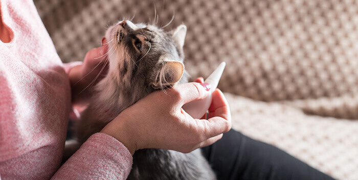 application d'une pipette anti-puce sur un chat