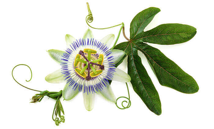 passiflore