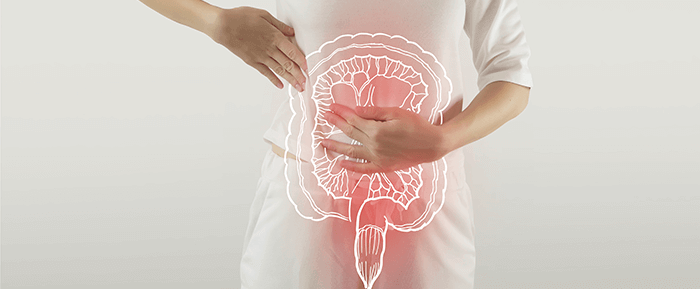 illustration du système digestif