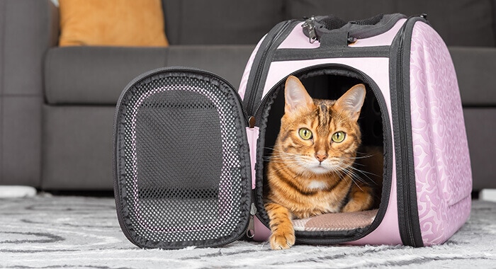 chat confortablement installé dans sa caisse de transport