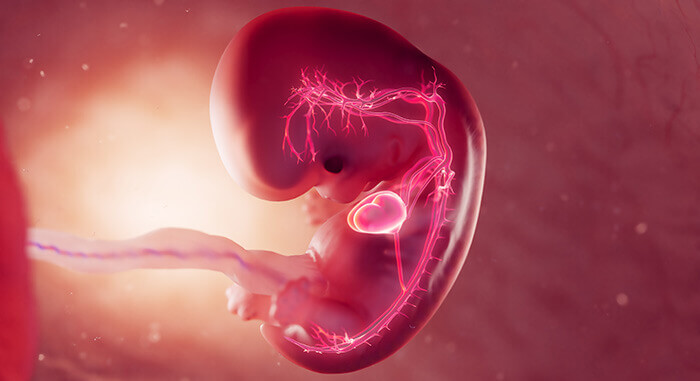 illustration de la fonction cardiaque chez le foetus