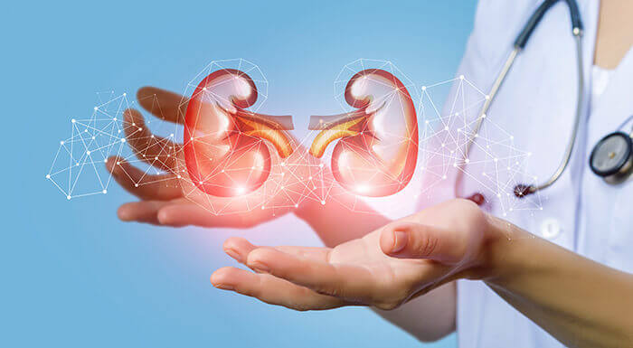 illustration des reins entre les mains d'un professionnel de santé