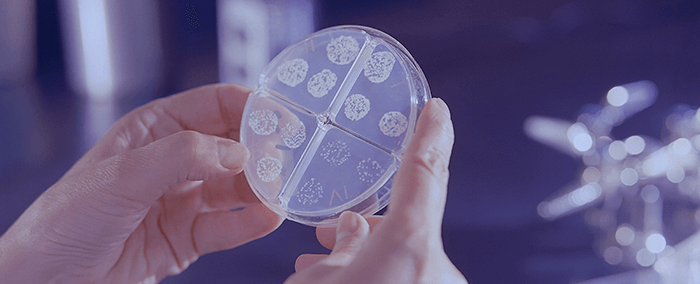 bacteries dans une boite de petri
