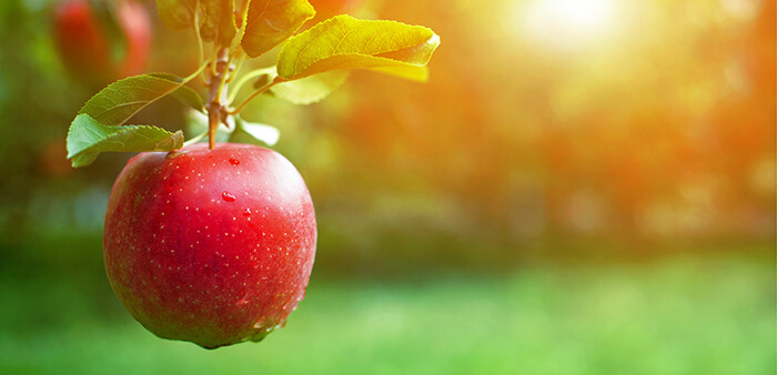 pomme dans un verger