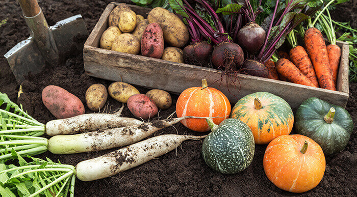 assortiment de légumes d'automne fraichement récoltés de terre
