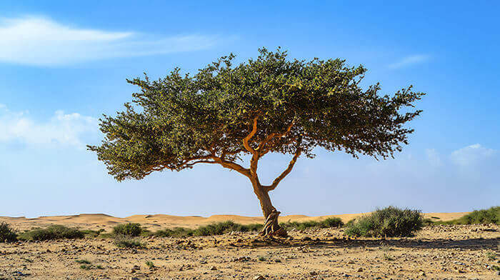 arbre boswellia