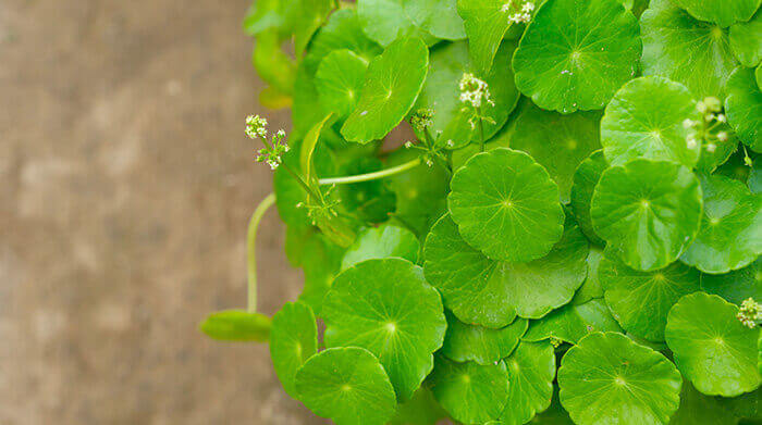 feuilles de centella asiatica