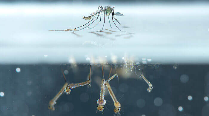 moustique posé sur la surface de l'eau avec des larves en dessous