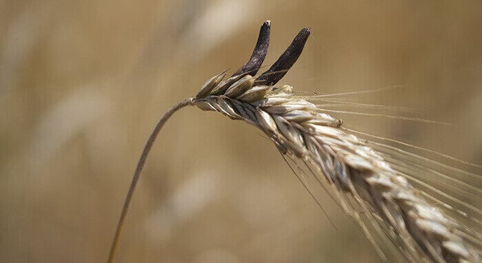 ergot de seigle