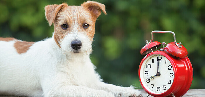 petit chien posant à côté d'un réveil