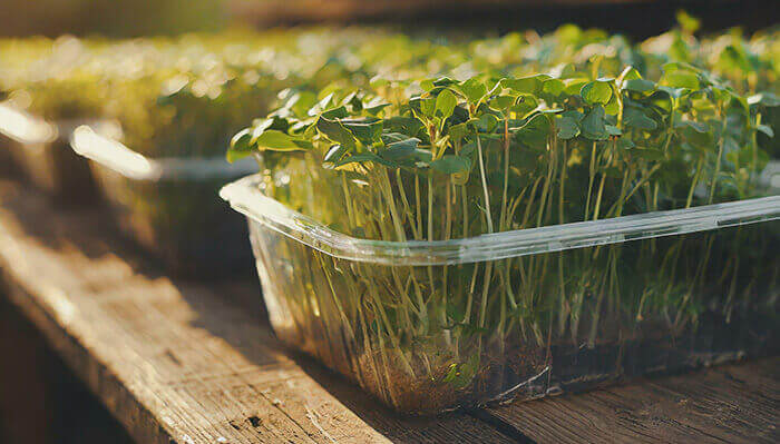 barquettes de pousses de graines germées