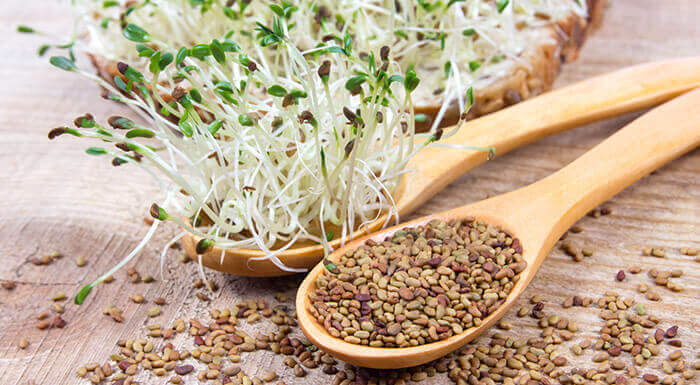 graines d'alfalfa