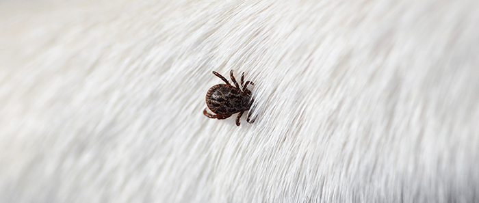 gros plan sur une tique dans le pelage d'un animal