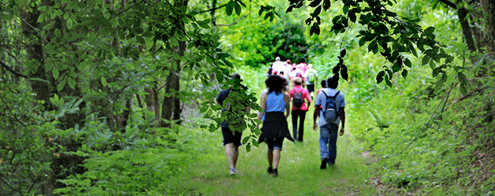groupe de personnes se baladant en forêt