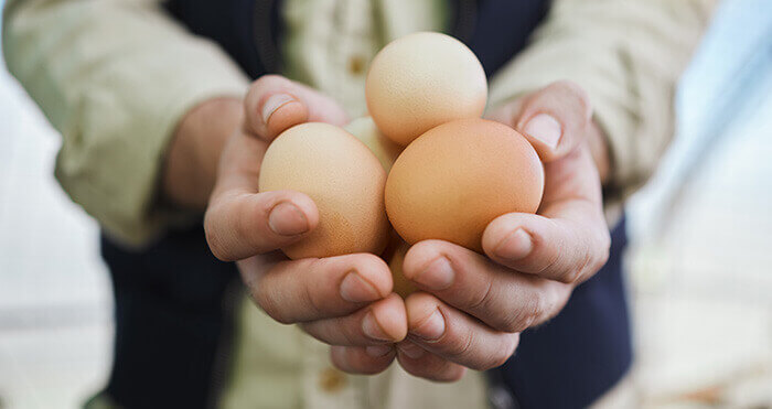 oeufs fermiers dans la main du producteur