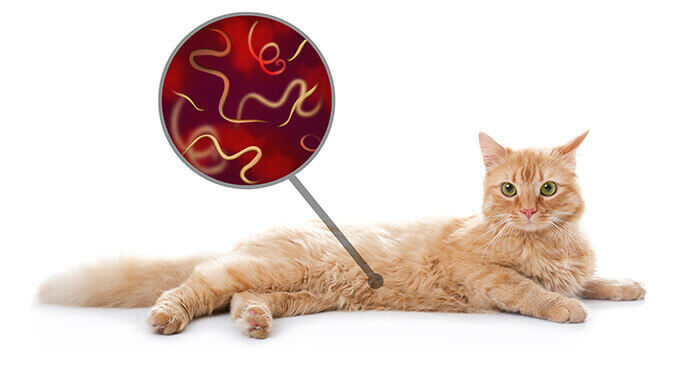 chat ayant des vers dans les intestins
