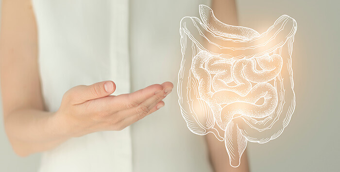 illustration d'un transit intestinal sain