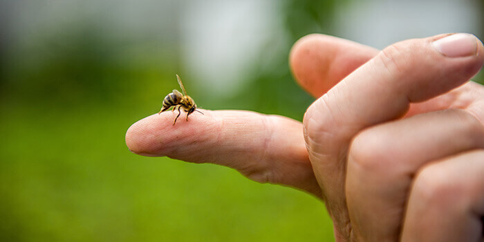 abeille en train de piquer sur le bout d'un doigt