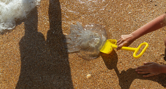 méduse dans le sable