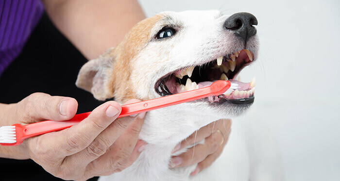Brossage de dents d'un chien