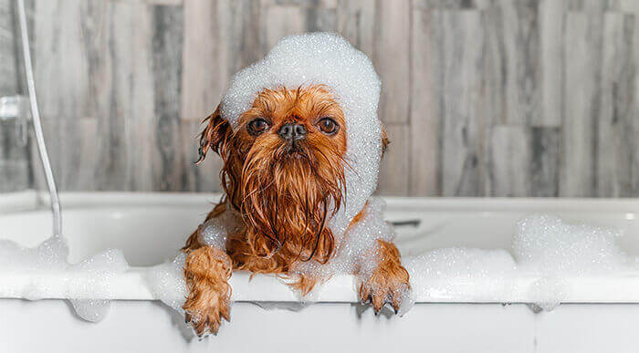 petit chien dans une baignoire avec la tête recouverte de mousse de shampooing