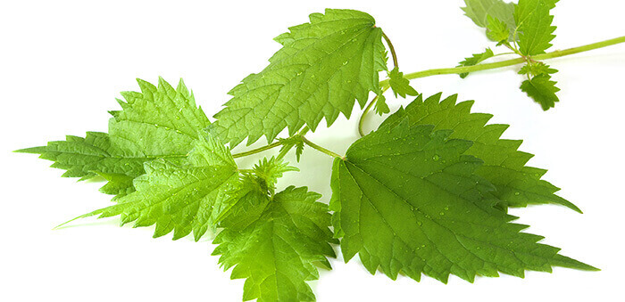 feuilles d'ortie