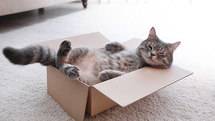 chat dans un carton