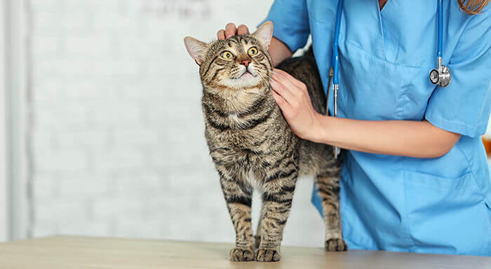 chat chez le vétérinaire