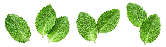 feuilles de menthe poivrée