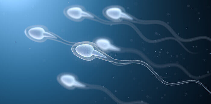 spermatozoides