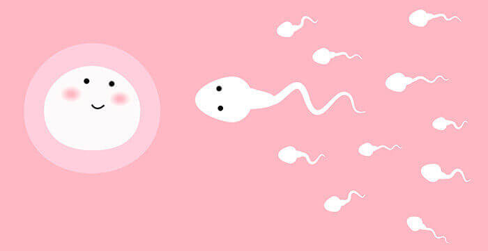 illustration de spermatozoides se dirigeant vers un ovule