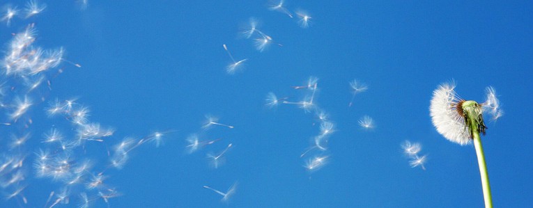 Traiter les allergies naturellement