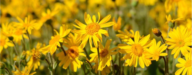 Les bienfaits de l'Arnica pour toute la famille : le guide complet