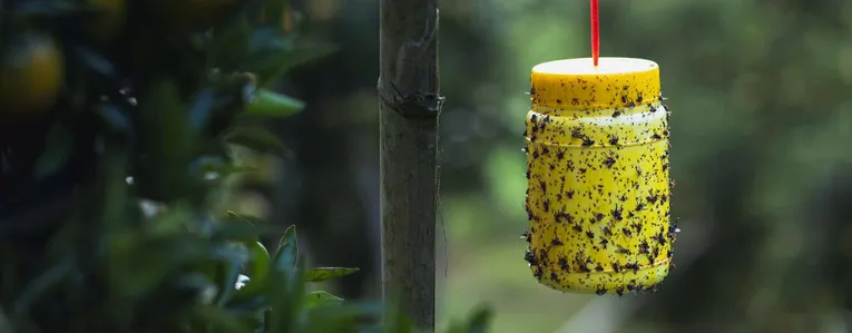 Comment éviter une invasion de mouches et de moustiques chez soi en été ?