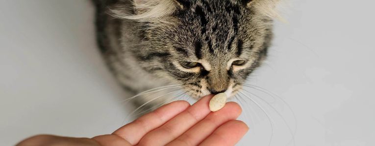 Tout ce que vous devez savoir sur le vermifuge pour chat