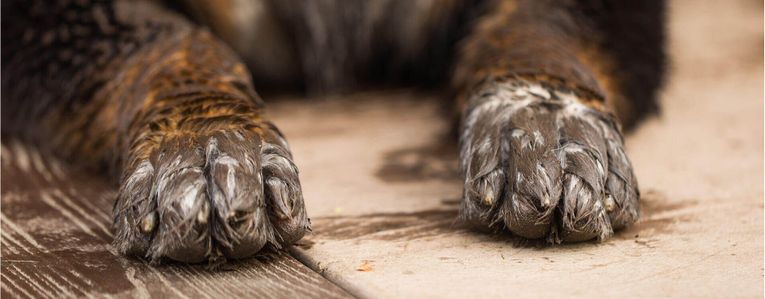 Pourquoi mon chien sent mauvais ? 5 causes et comment y remédier