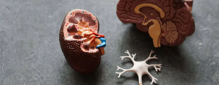 Connaitre ses reins pour en prendre soin