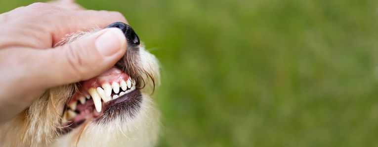 Pourquoi le tartre et la plaque dentaire sont dangereux pour les animaux ?