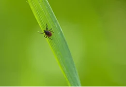 Maladie de Lyme : identifier, éviter et enlever une tique