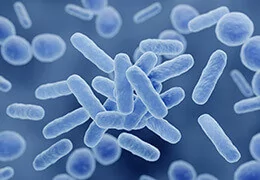Tout savoir sur votre microbiote intestinal