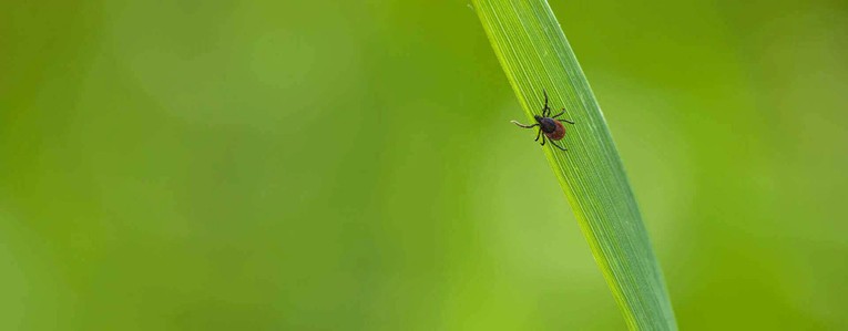 Maladie de Lyme : identifier, éviter et enlever une tique